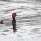 A Proud Redhead Duck