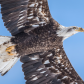 Juvenile Bald Eagle Fly Pass