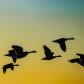 The Higher We Soar