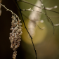 Autumnal Oceanspray