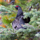 Spruce Grouse
