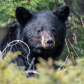Portrait of a Black Bear