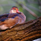 Wood Duck in tree