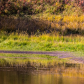 A Bear's Reflection