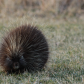 Fuzzy
