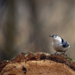 White-Breasted Nuthatch