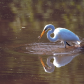 Hungry Egret