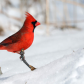 Red Beauty 