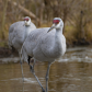 Sandhill Crane
