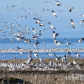 Flight of the Snow Geese