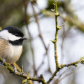 Black-capped Cuteness