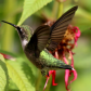 Eyes For the Bee Balm