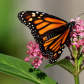 Monarch Butterfly & Milkweed