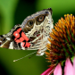 American Lady Butterfly