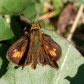 Pecks Skipper