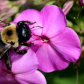 Carpenter Bee