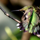 Ruby-throated Hummingbird