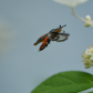 Clear Winged Moth