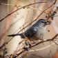 GREY CAT BIRD 