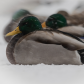 mallards in snow storm