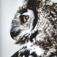 Great Horned Owl