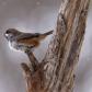 Boreal Chickadee