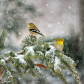 American Goldfinch