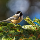 Black-Capped Chickadee