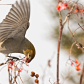 Pine Grosbeak
