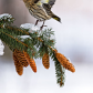 Pine Siskin