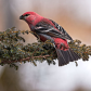 Pine Grosbeak
