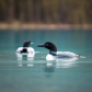 Maligne Loons