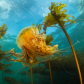 Lions Mane Jellyfish drifting through a bull kelp.