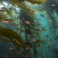 School of Juvenille Rockfish in Bull Kelp