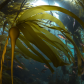 School of Juvenille Rockfish in Bull Kelp