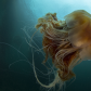 Lions Mane Jellyfish drifting through a bull kelp.