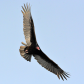 RIDING THE THERMALS      Turkey Vulture