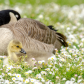 Secure with Mom in the Daisies