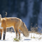 Foxy!