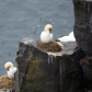 Gannet Wait?