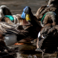 Wigeon's Wink among the Mallards