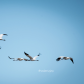 Whooping Cranes in the Wild