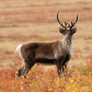 Caribou and the Tundra Fall Colors
