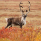 Majestic Caribou