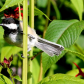 Black-capped Chickadee