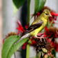 Goldfinch