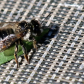 Leafcutter Bee