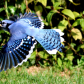 Blue Jay