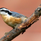 Red-breasted Nuthatch