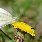 Sharing a Dandelion 